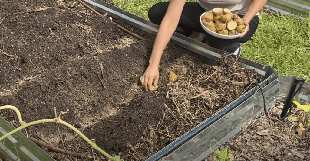 Planting potatoes